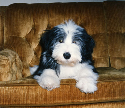 Smokey, a black and white bearded collie shows greying around his eyes. He is 16 weeks in this photo - on the sofa facing the camera.
